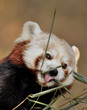 Kleiner Roter Panda, Ailurus fulgens, isst Bambus