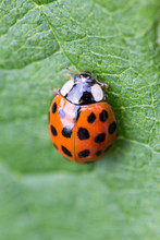 Ladybug Extreme Macro Top Shot