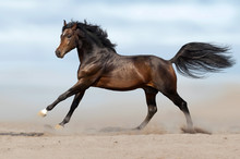 Beautiful Horse Run Gallop In Sandy Field