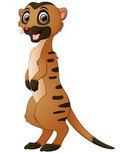 Cute Meerkat Cartoon