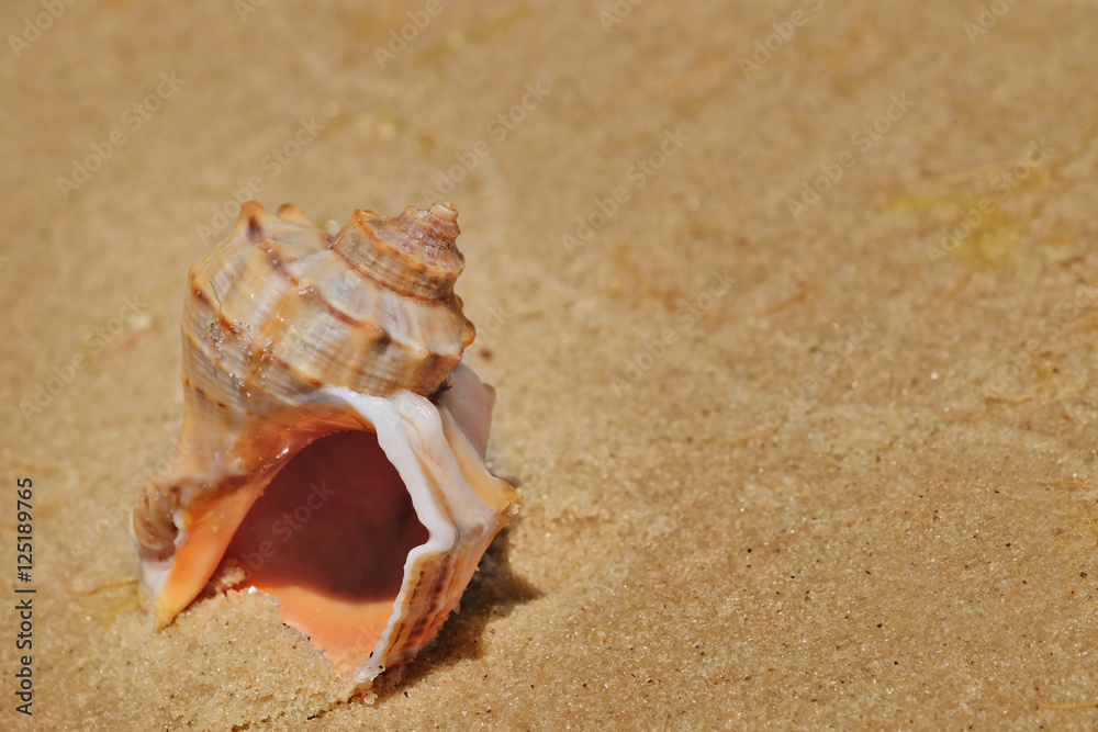 Beautiful seashell on sand shore