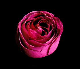 Canvas Print - Beautiful pink rose on black background