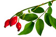 rosehip stem with berries and leaves isolated on a white background