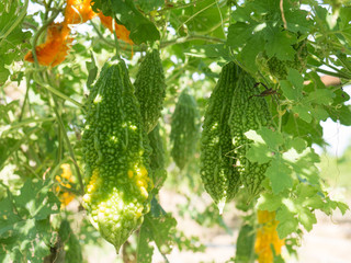 Bitter gourd hanging on a vine in garden,bitter melon,momodica