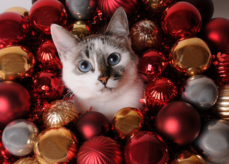 Blue-eyed white cat among Christmas balls