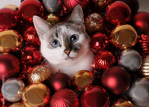 Obraz Dibond Blue-eyed white cat among Christmas balls
