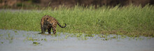 Panorama Of Jaguar In Shallows Beside Grass