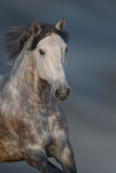 Fototapeta Konie - White horse with long mane portrait in motion against dark sky