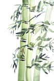Fototapeta Sypialnia - Watercolor paintings of bamboo