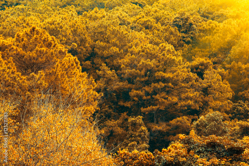 The forest in autumn background.