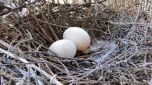 Morning Dove Eggs And Nest