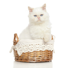Persian Cat In Basket