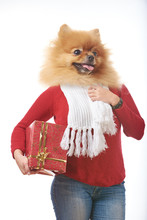 Dog Pomeranian With Human Body With Gift