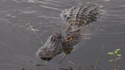 Fototapete - Alligator swims through swamp at Sabine National Wildlife Refuge in southern Louisiana