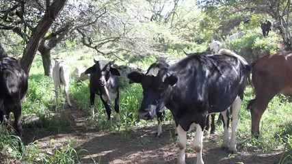 Poster - View of cows near Barichara, Colombia