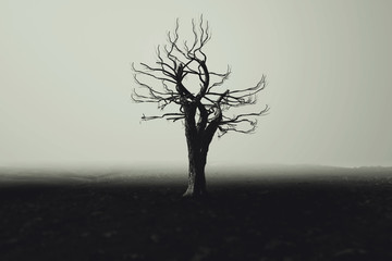Wall Mural -  Halloween Spooky Tree Dark Night .