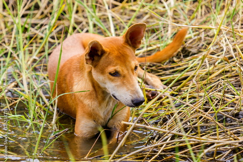 The dhole is a canid native to Central, South and Southeast Asia Poster