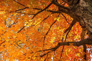 Wall Mural - Maple tree in autumn