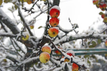 Delicious Winter Ripe Apples Grow On The Tree And Decorate The Snowy Garden. The Beauty Of The Northern Nature
