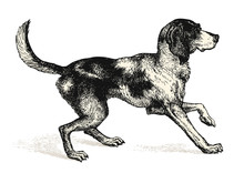 Vintage Animal Engraving / Drawing: Dog - Vector Design Element