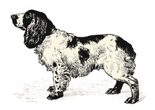 Vintage Animal Engraving / Drawing: Dog (Cocker Spaniel) - Vector Design Element