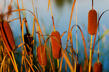 Cattails On The Background Of The Pond