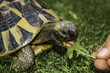 tortue mangeant de l'herbe