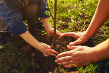 Little Boy Helping His Father To Plant The Tree While Working Together In The Garden. Sunday. Smiling Face. Spring Time
