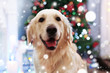 Cute dog on blurred Christmas tree background. Snowy effect, Christmas celebration concept.