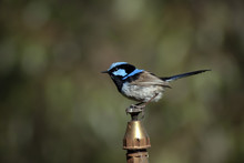 Male Superb Fairy Wren Perched On Top Of A Water Sprinkler Head