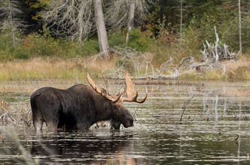 Wall Mural - Bull moose feeding in a marsh in Algonquin Park , Canada