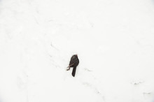 Dead Black Bird Lying In The Snow