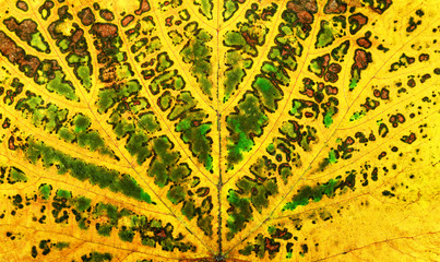 Wall Mural - autumn vine leaf texture