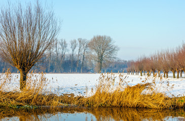 Wall Mural - Rural landscape on a sunny day in wintertime