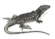 vintage animal engraving / drawing: lizard - retro vector design element