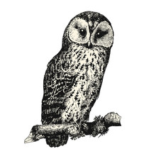 Vintage Bird Engraving / Drawing: Owl - Retro Vector Design Element