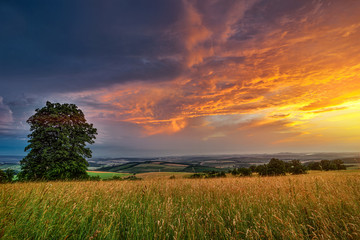 Wall Mural - Meadow with flowers and trees during sunset