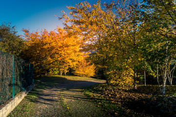  Colorfull panorama on autumn, with yellow tree and colored sky