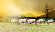© zoneteen - Asian buffalo eat grass on the field in sunset time