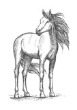 Fototapeta Konie - White horse standing with turned head