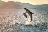 Doplhin jumping near coast in Croatia