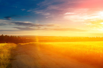 Wall Mural - Meadow with flowers and trees during sunset