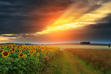 Field Of Blooming Sunflowers On A Sunset Background