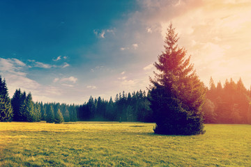 Wall Mural - Meadow with flowers and trees during sunset Instagram wash-out e