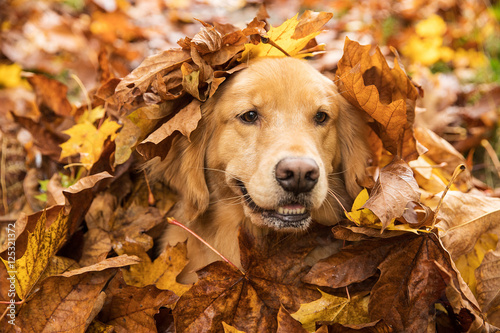 Golden Retriever Dog in a pile of leaves Stock Photo | Adobe Stock