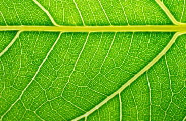 Wall Mural - green leaf background and green leaf texture.