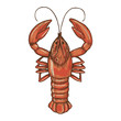 Sketch of crayfish