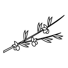 Wall Mural - Olive branch icon. Outline illustration of olive branch vector icon for web