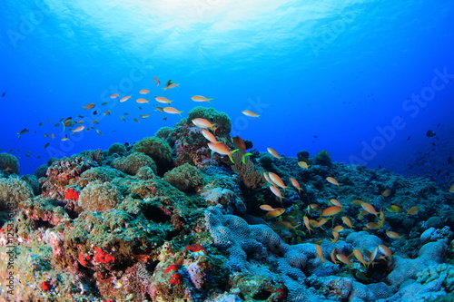 水中 海中 アドビストックのデザイン かべいろ Com おしゃれ壁紙リフォーム貼り替え インクジェット壁紙のかべいろ Com