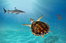 Shark And Hawksbill Turtle